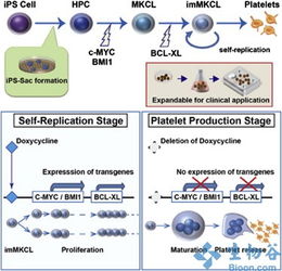 新干細(xì)胞技術(shù)突破 規(guī)?；a(chǎn)血小板，為臨床輸血注入新希望